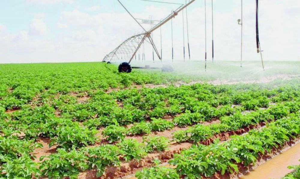 من 6 ملايين طن إلى 12 مليوناً.. السعودية تضاعف إنتاجها الزراعي